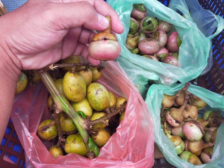 Kenal tak? Mana satu buah engkalak, mana satu buah kristal? Atau ada nama lain d…