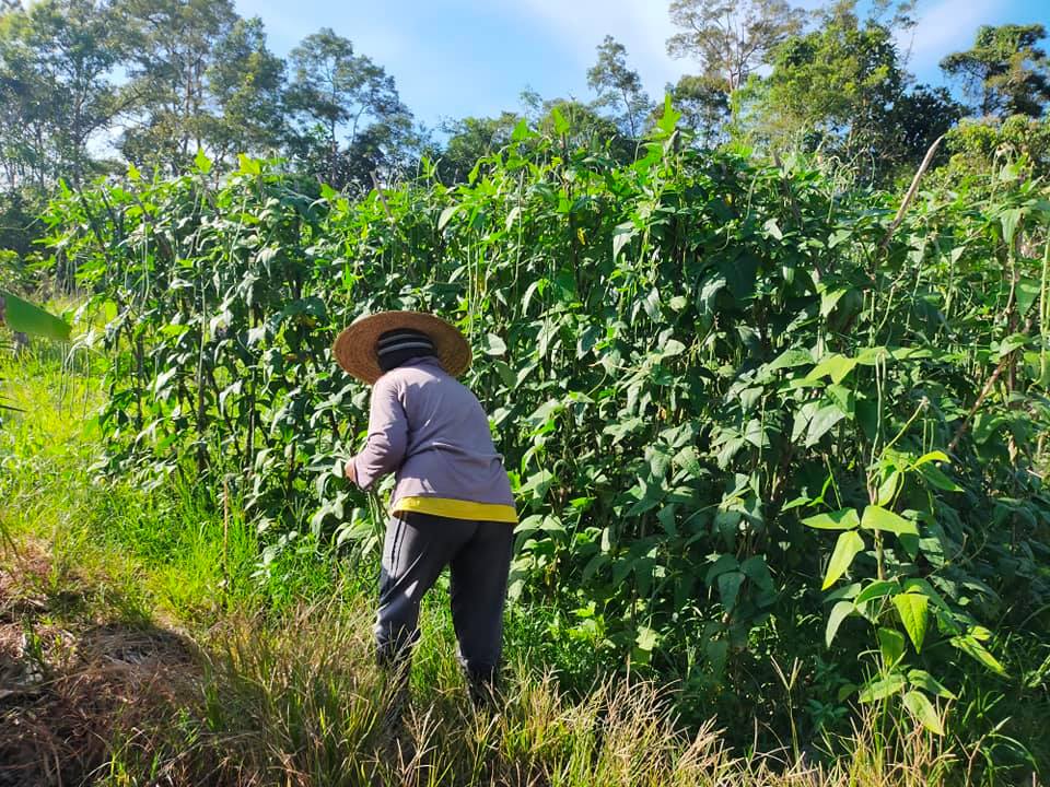 Jalan-jalan di kebun