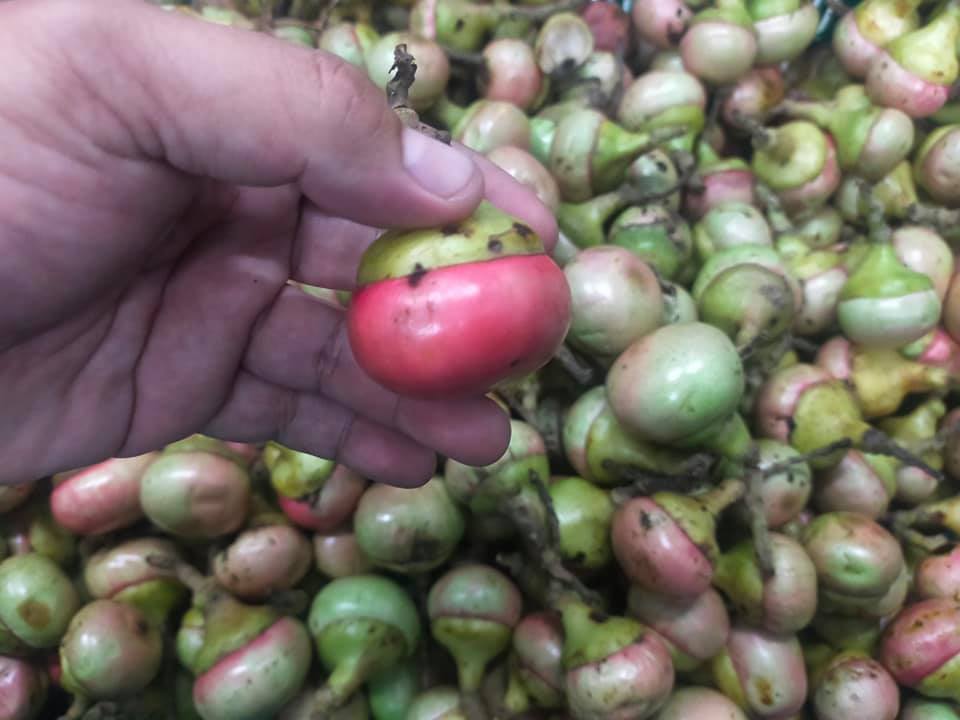 Buah-buahan bermusim dan banyak lagi yang terbaik di Borneo ada dijual di TIMOGA…