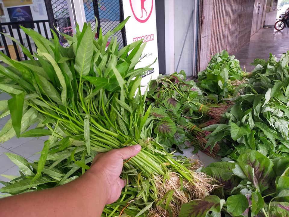 Macam-macam sayur di TIMOGAH sudah datang. Sabih @ Ensabi antara sayur segar keg…